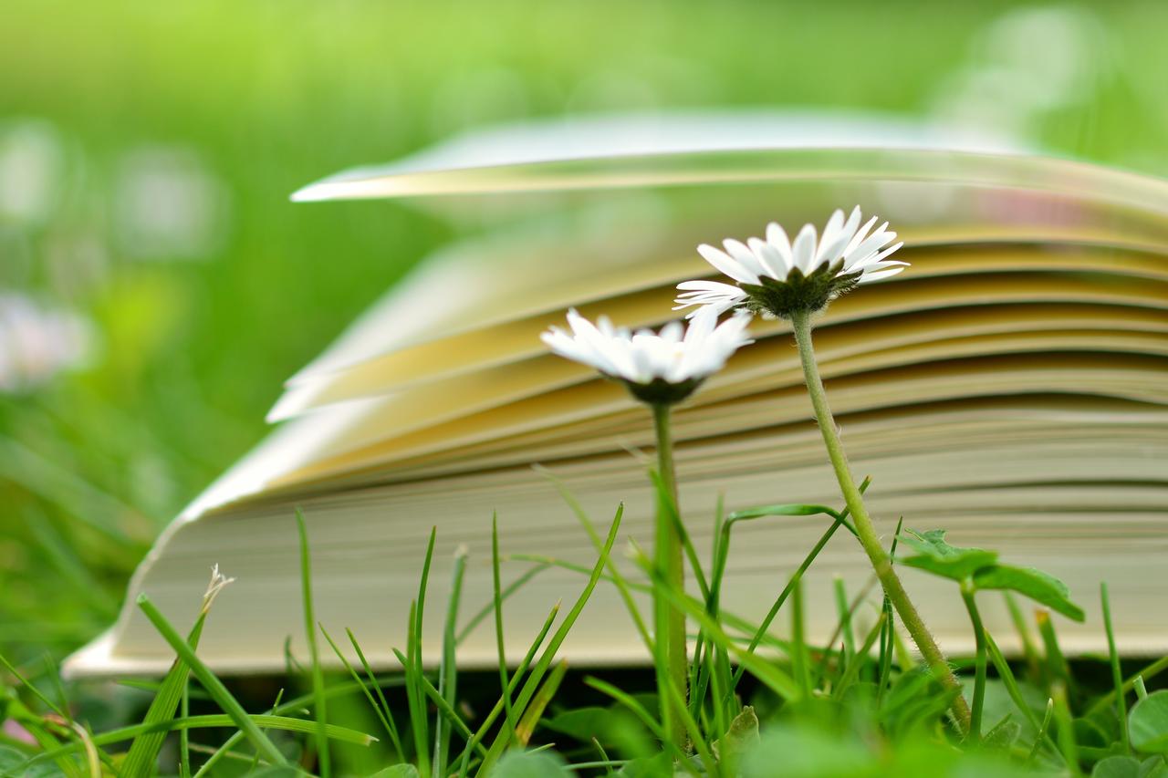 Das Bild zeigt ein aufgeschlagenes Buch auf einer Wiese mit zwei Gänseblümchen davor.