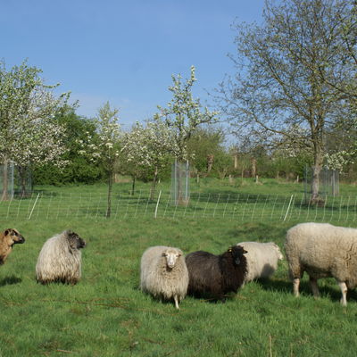 Feuchtwiesen Schafe vor blühenden Obstbäumen © Reinhard Herder