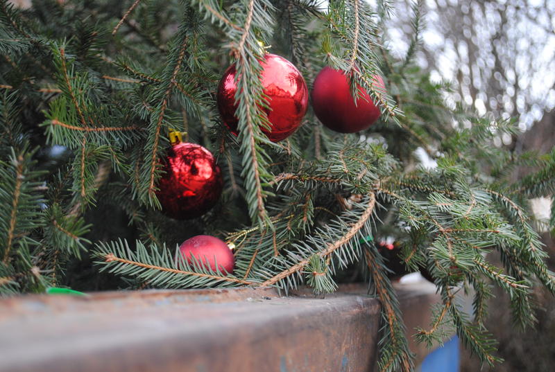 Weihnachtsbaumabfuhr  © Christiane Heuser / pixelio.de