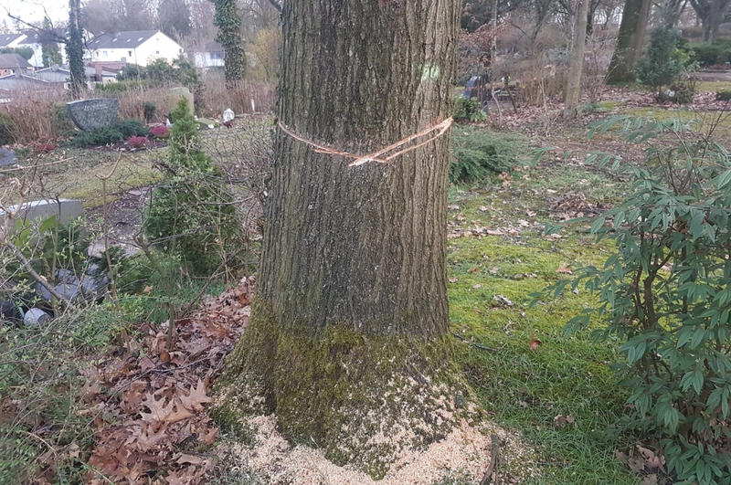 Das Bild zeigt einen beschädigten Baum.