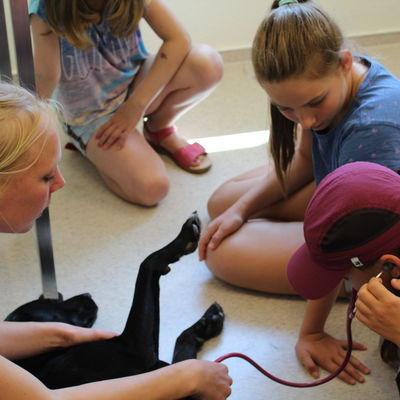 Unter der fachkundigen Anleitung von Tierarzthelferin Christina Richardson hörten die Kinder das Herz von Hund Popeye ab.
