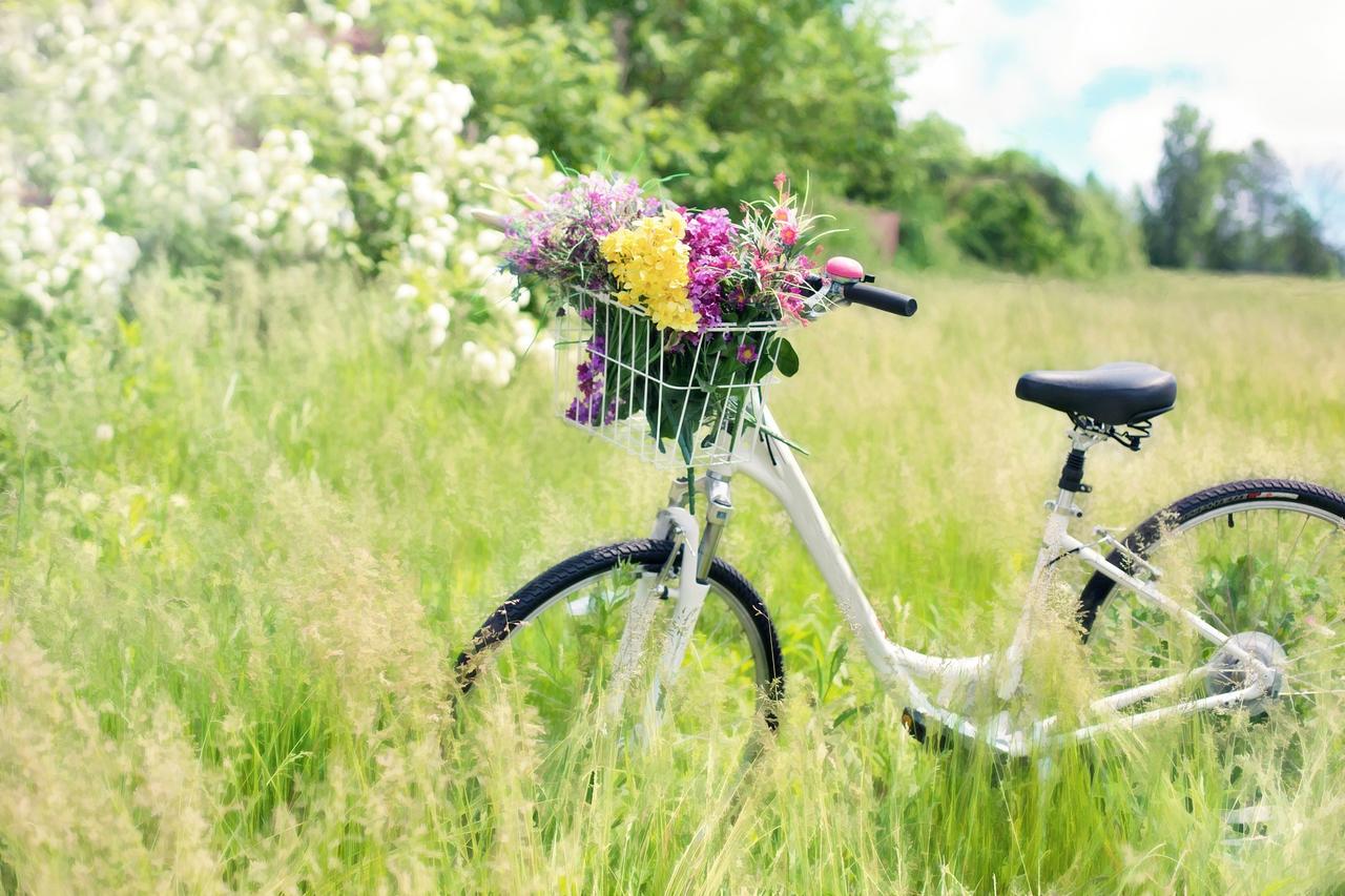 Das Bild zeigt ein Fahrrad auf einer grünen Wiese