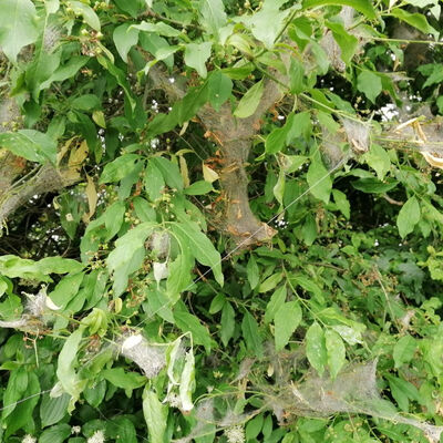 Gespinstmotten schützen sich mit weißen Netzen in Bäumen und Sträuchern vor Fressfeinden. Sie sind jedoch für Menschen und Pflanzen ungefährlich.