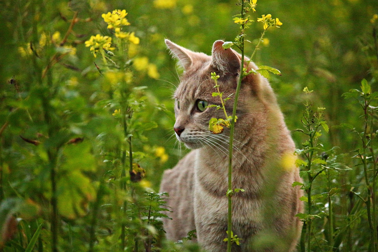 Katze im Feld