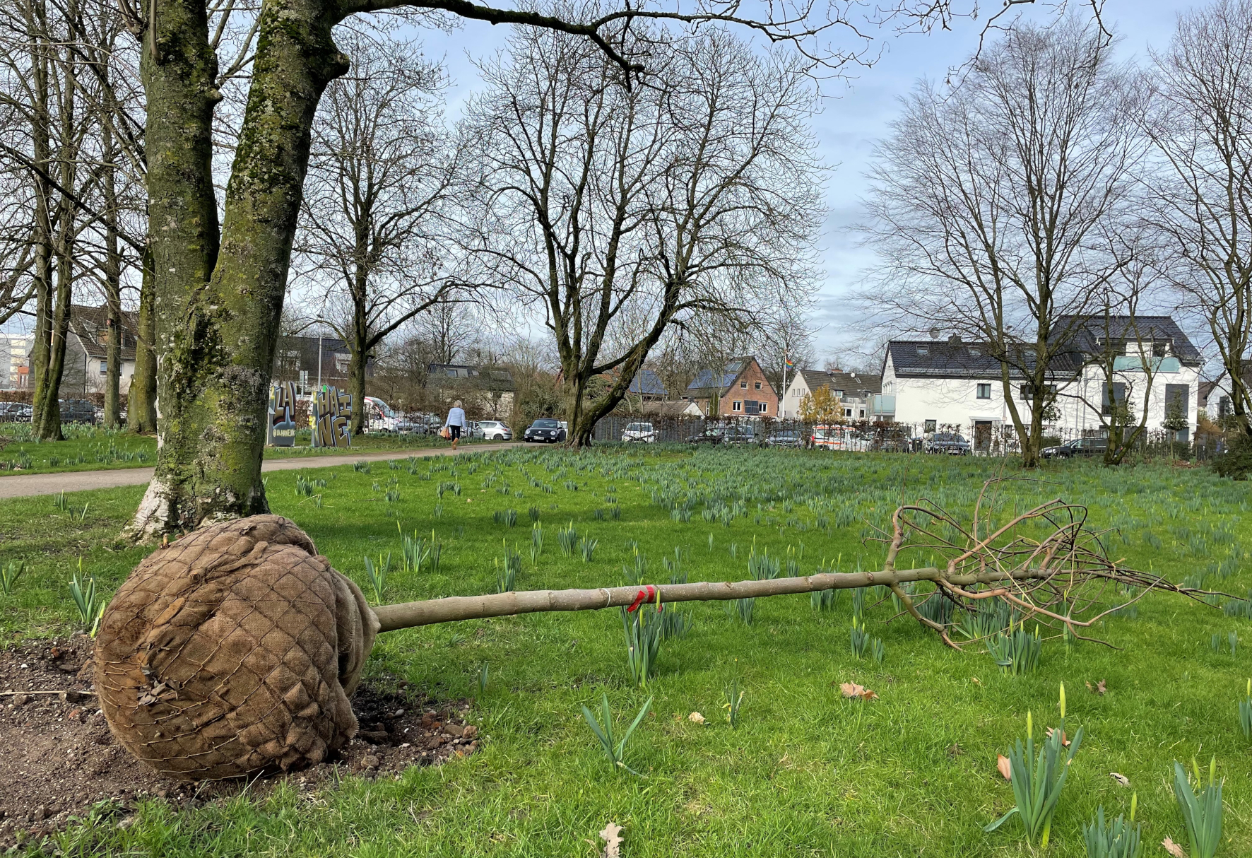 Ein Baum mit eingepackten Wurzeln liegt auf einer Grünfläche.