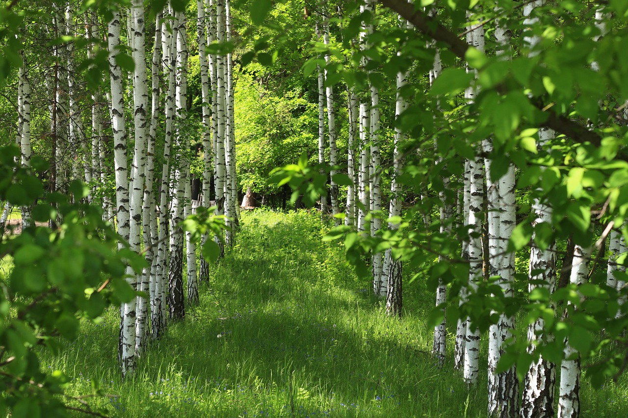 Grüner, schattiger Wald mit Baumstämmen