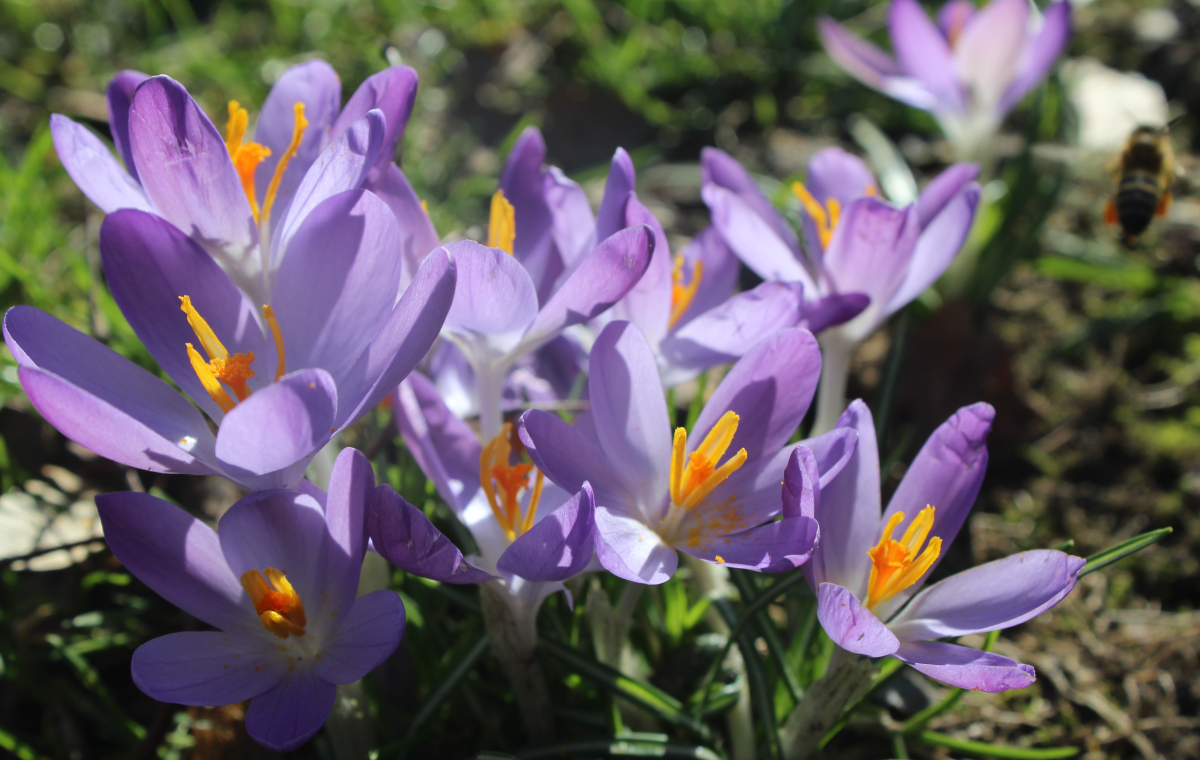 Blühende Krokusse auf einer Wiese