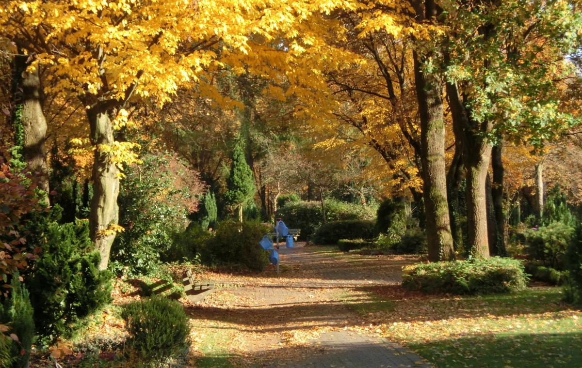 Gießkannenbaum Parkfriedhof Neandertal