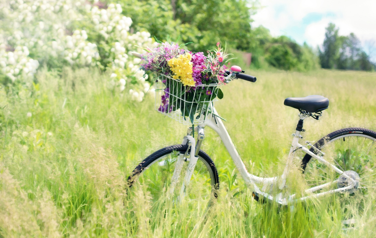 Das Bild zeigt ein Fahrrad auf einer grünen Wiese