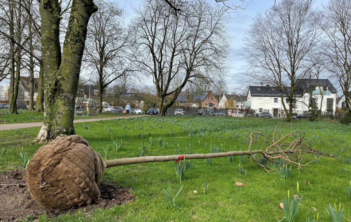 Ein Baum mit eingepackten Wurzeln liegt auf einer Grünfläche.