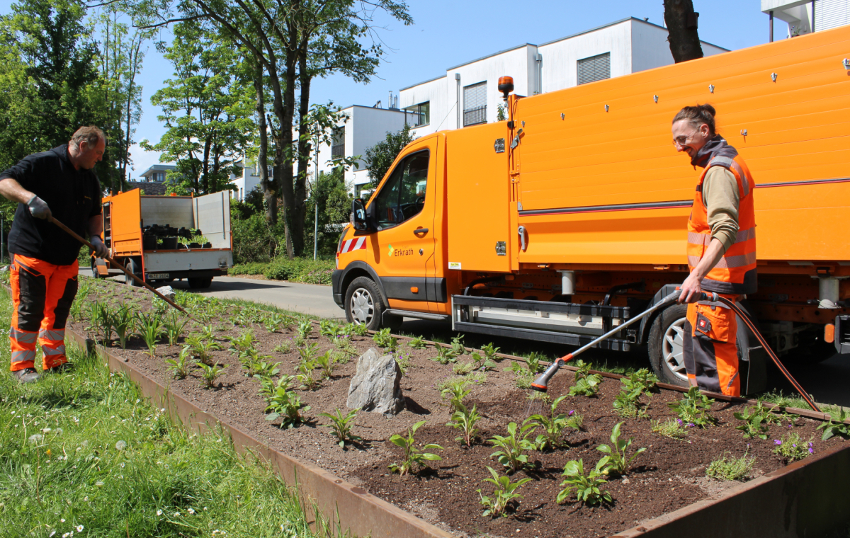 Zwei Mitarbeiter des Bauhofs gießen frisch gepflanzte Blumen im Bavier Park