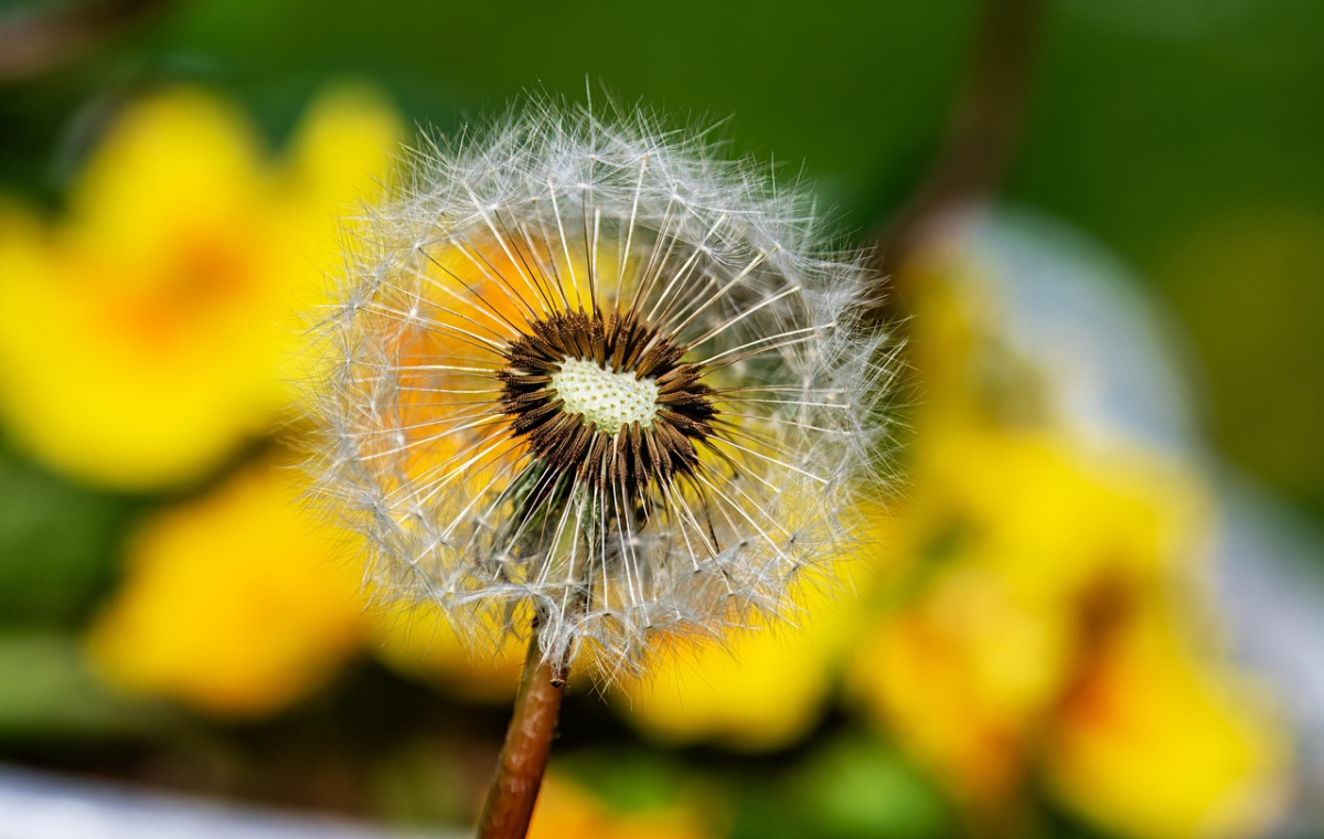 Eine Pusteblume im Vordergrund und mehrere gelbe Blumen im Hintergrund
