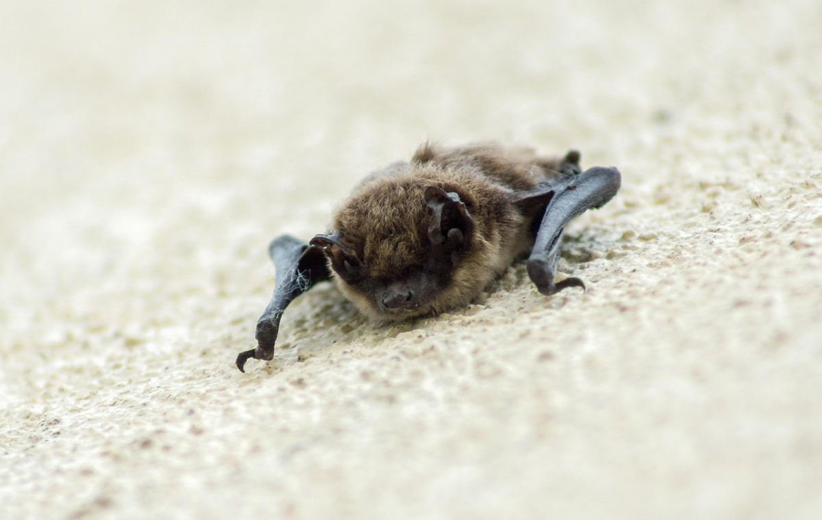 Eine kleine Fledermaus hängt an einer rau verputzen Hauswand.