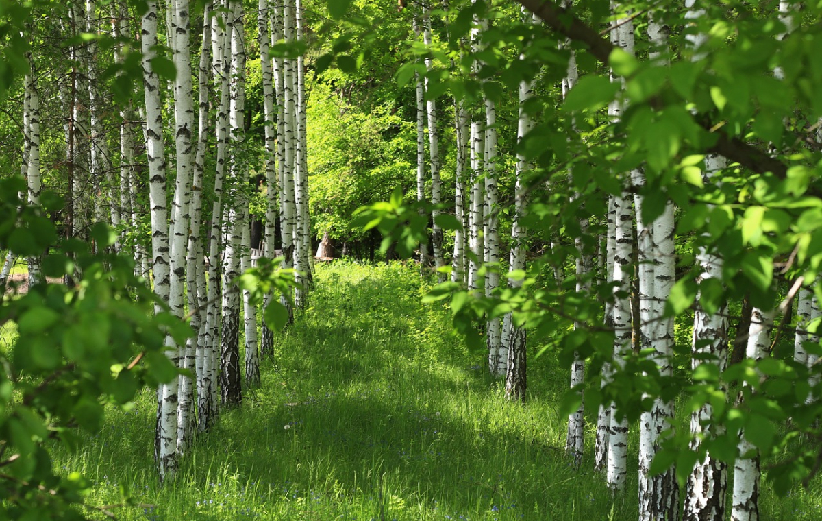 Grüner, schattiger Wald mit Baumstämmen